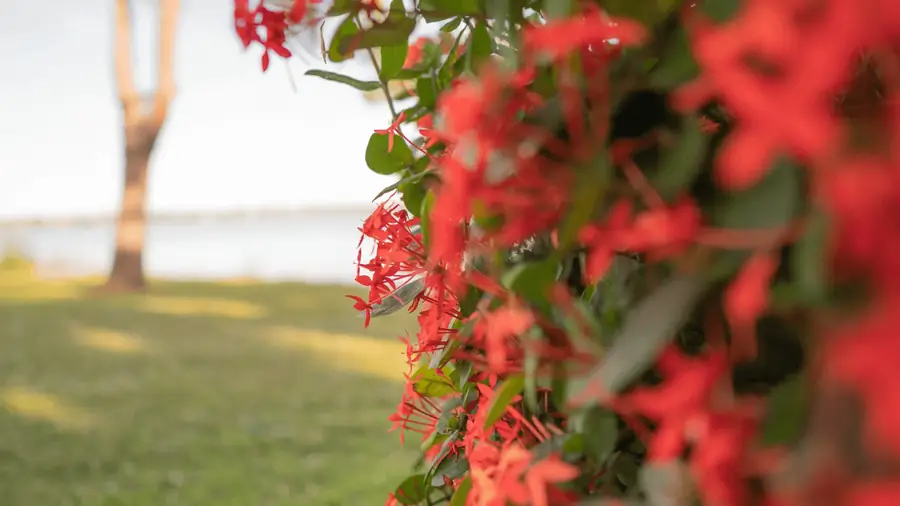 Red flowers overlooking the lake
